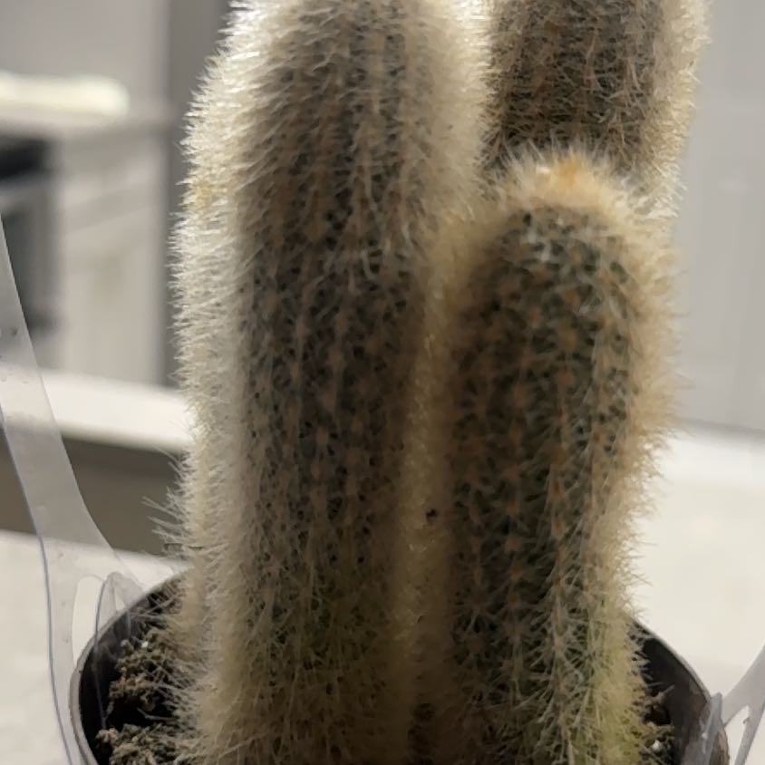 Photo of the plant species Asst cacti by @HeroAlula62 named Sigmund on Greg, the plant care app