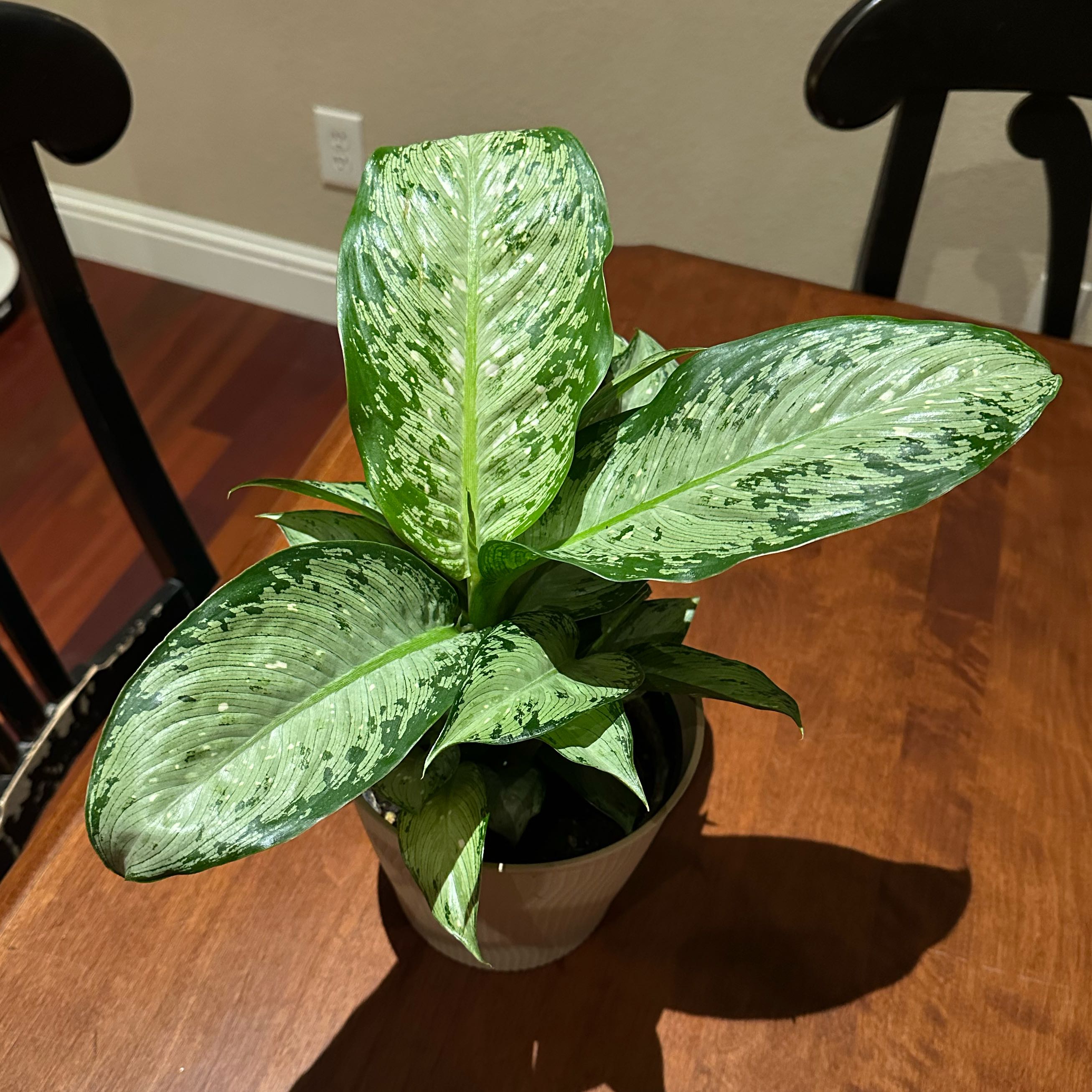 Photo of the plant species Dieffenbachia 'Memoria Corsii' by @plantina named Costco Corsii on Greg, the plant care app