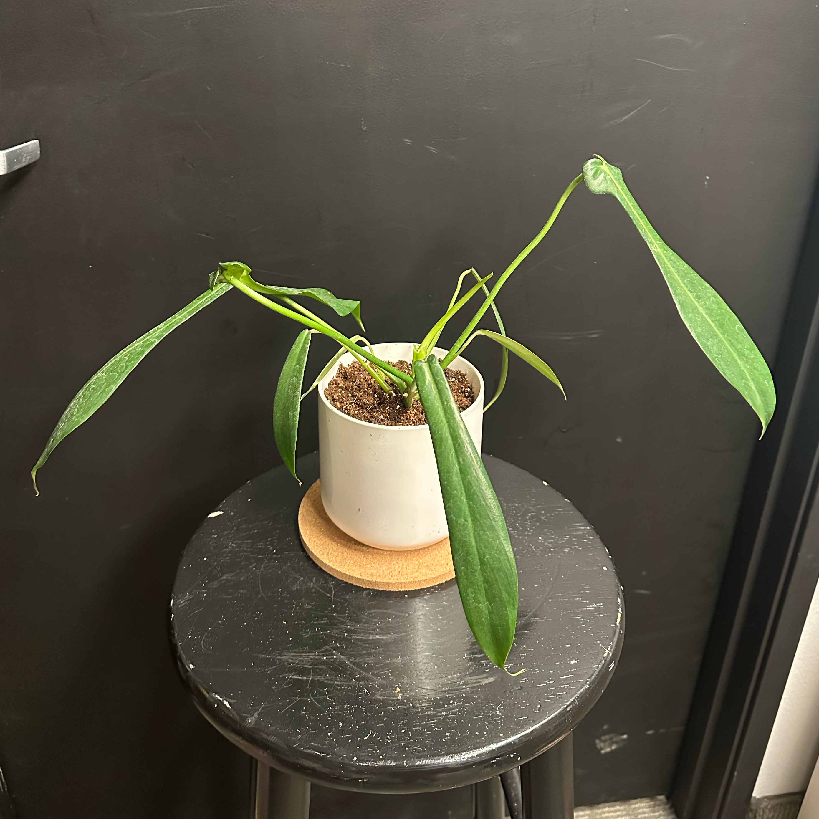 Photo of the plant species Electric Eel by @plantina named BWH Joepii on Greg, the plant care app