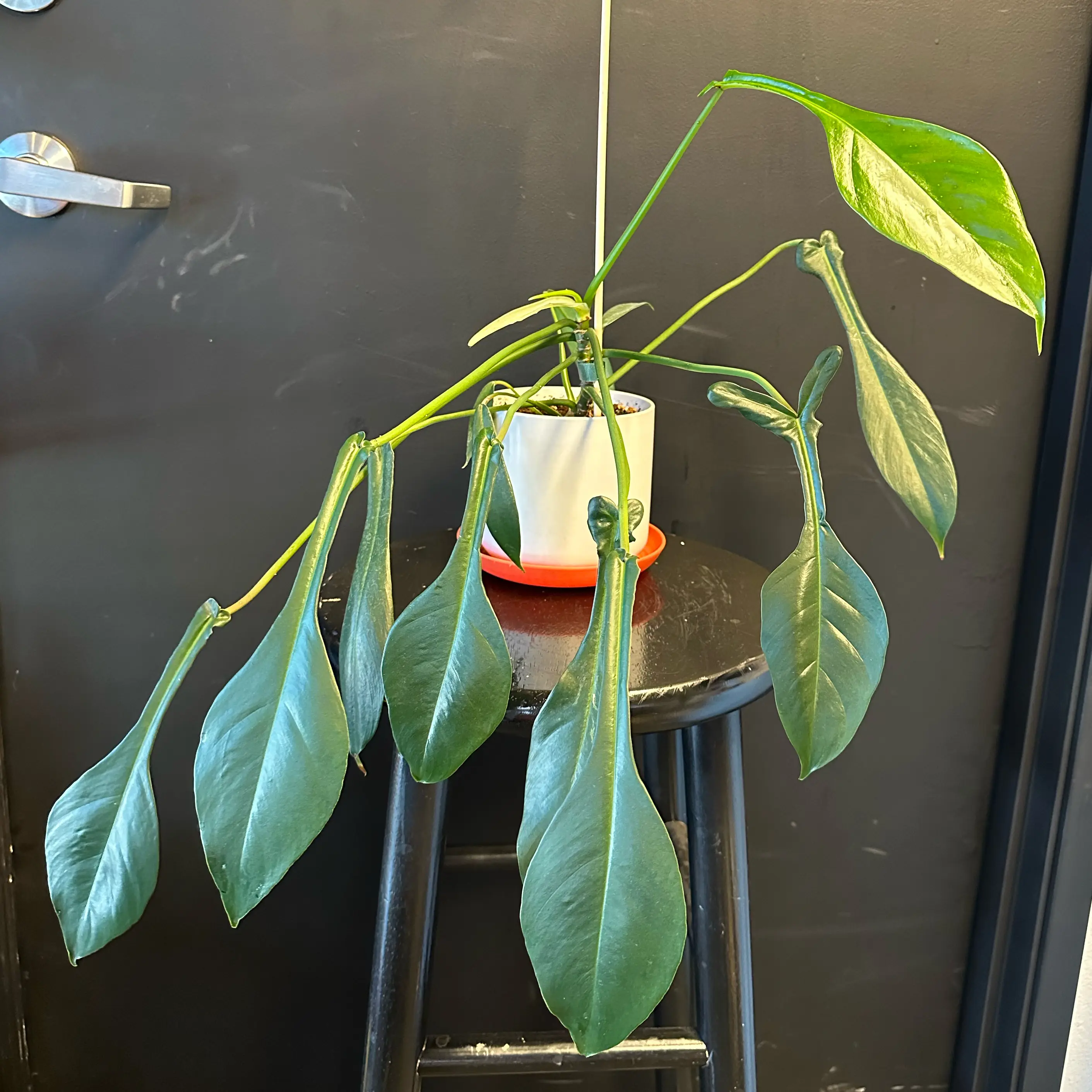 Photo of the plant species Electric Eel by @plantina named BWH Joepii on Greg, the plant care app