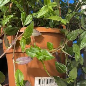 Photo of the plant species Bridal Veil by @CaliVacari named Rainier on Greg, the plant care app