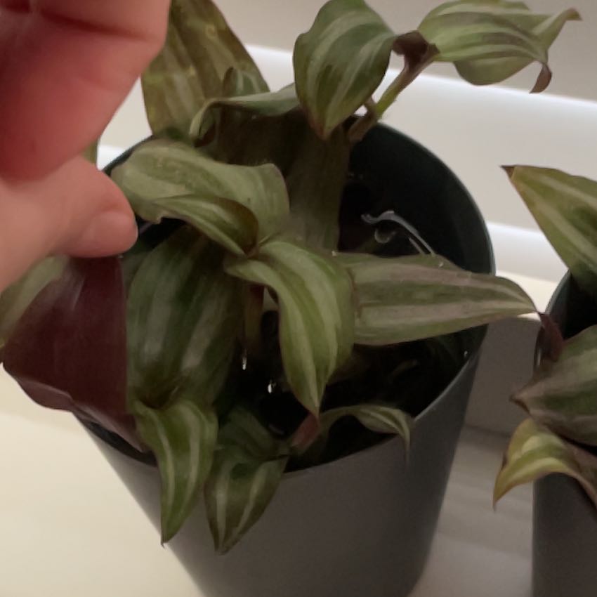 Photo of the plant species Wondering Jude Tortuga by @FestiveDuncecap named Mollie on Greg, the plant care app