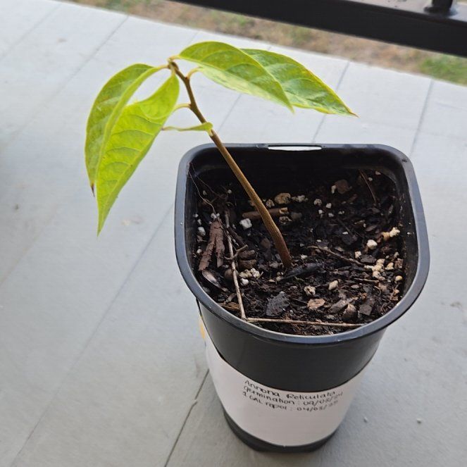 Photo of the plant species Red Custard Apple Tree by @KineticTipa named Rarity on Greg, the plant care app