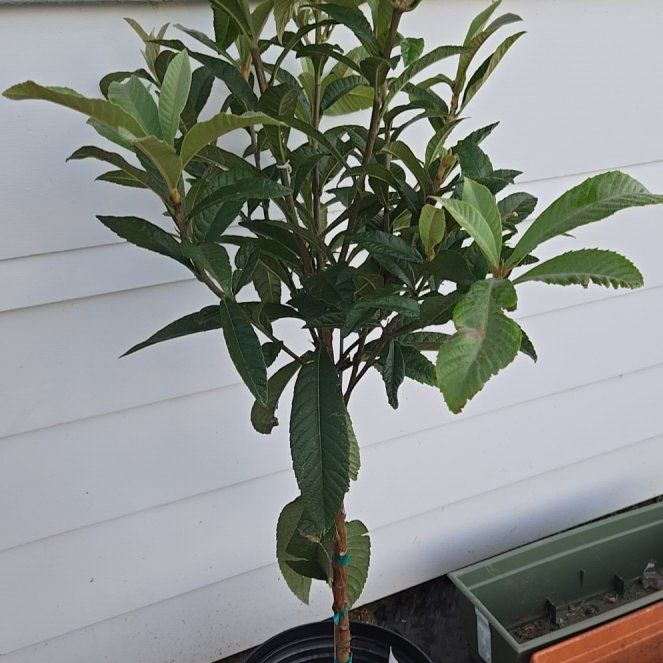 Photo of the plant species Gold Nugget Loquat by @KineticTipa named Robert Plant on Greg, the plant care app