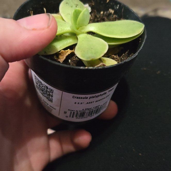 Photo of the plant species Crassula 'Burgundy' by @LadyDatilpepper named Fernie Saunders on Greg, the plant care app