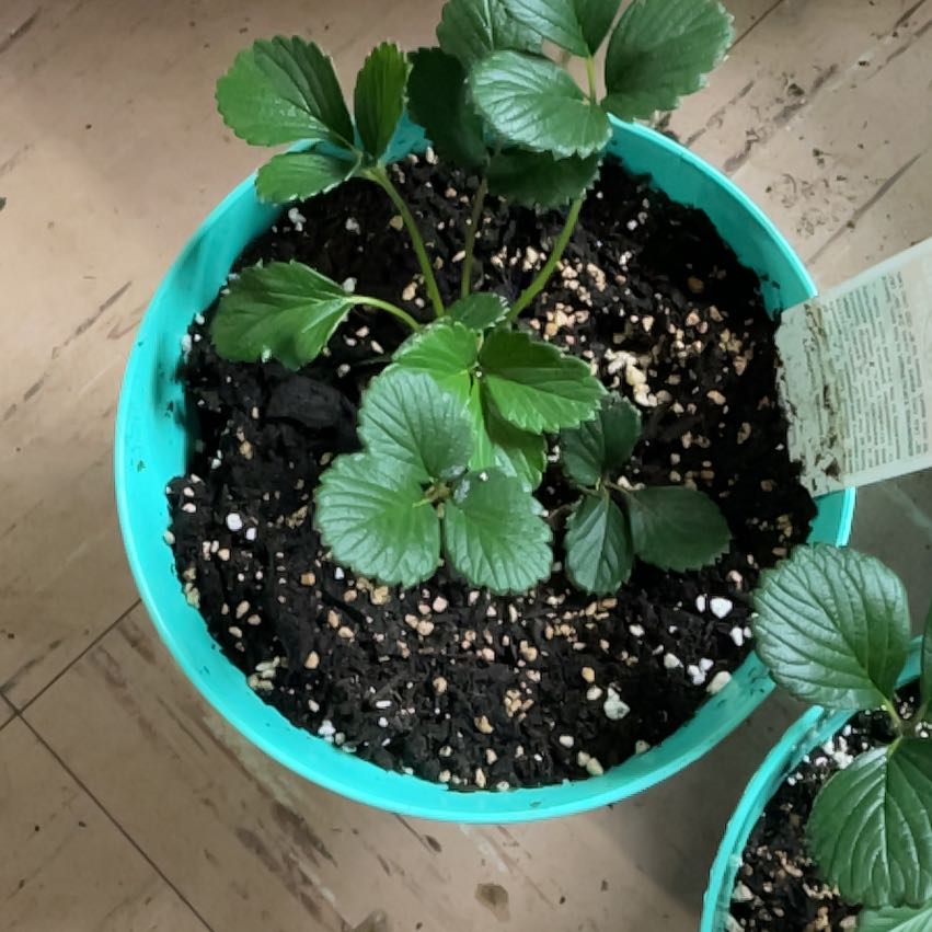 Photo of the plant species Pineberry by @HopeTheySurvive named Orwell (all over ground) on Greg, the plant care app
