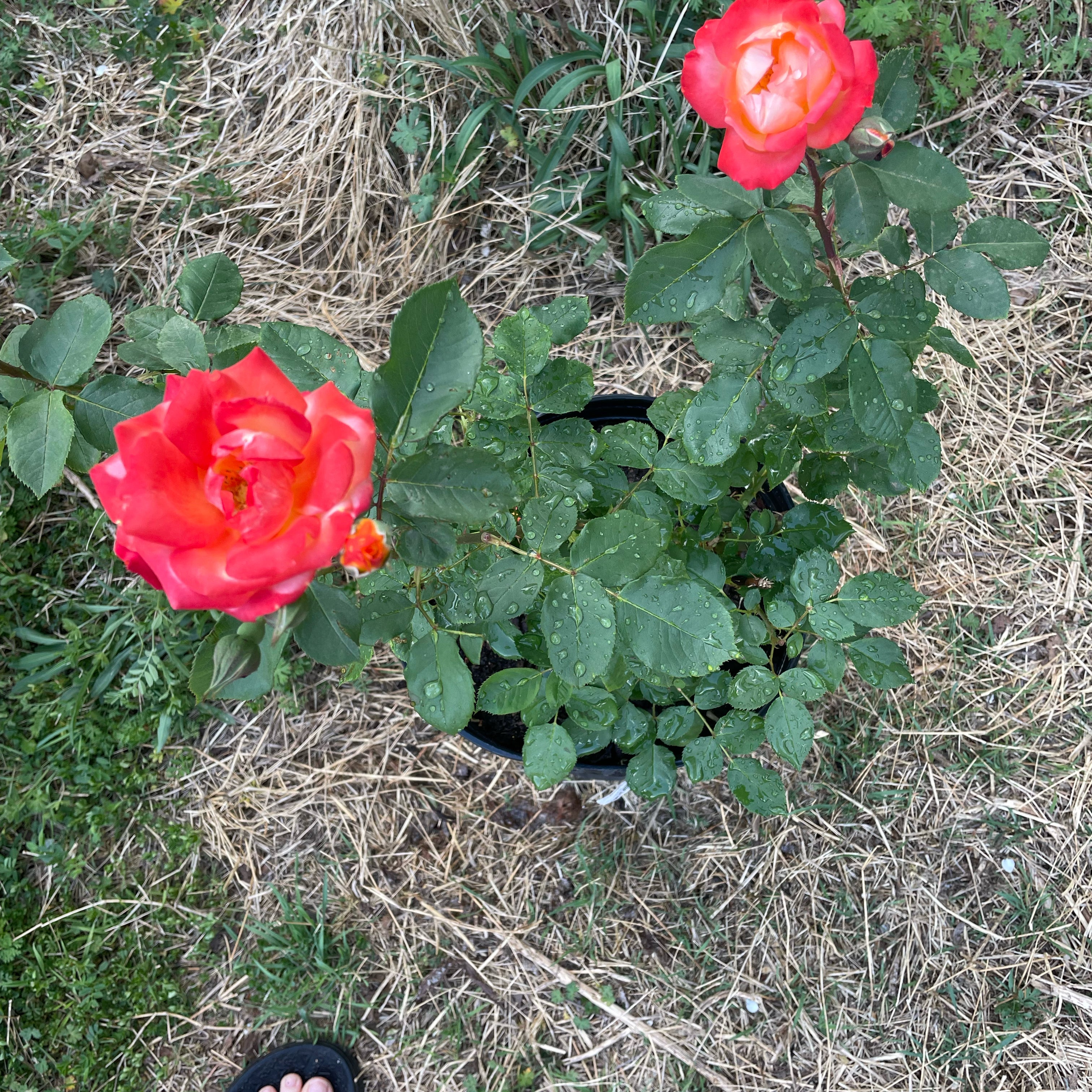 Photo of the plant species Pinata Rose by @HopeTheySurvive named Sherlock on Greg, the plant care app