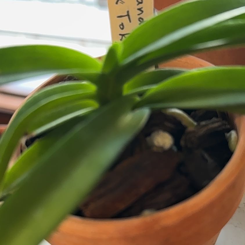 Photo of the plant species Pachara Delight Blue Orchid by @DivineQuince67 named Naomi on Greg, the plant care app