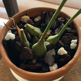 Photo of the plant species Rattlesnake Orchid by @DivineQuince67 named Pax on Greg, the plant care app