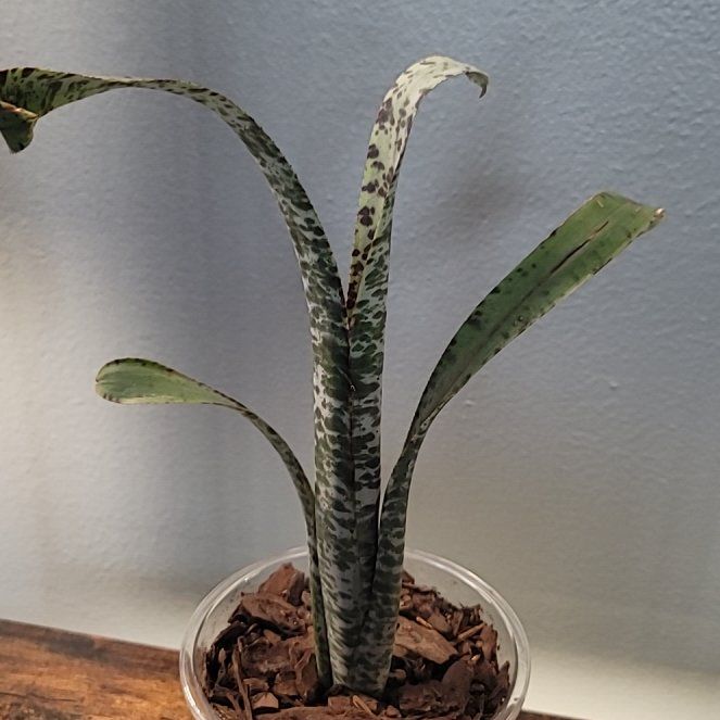 Photo of the plant species Marbled Billbergia by @GallantApple10 named Denali on Greg, the plant care app