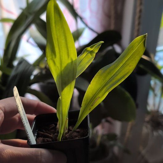 Photo of the plant species Vampire Orchid by @GreenNinja named Fernie Mac on Greg, the plant care app