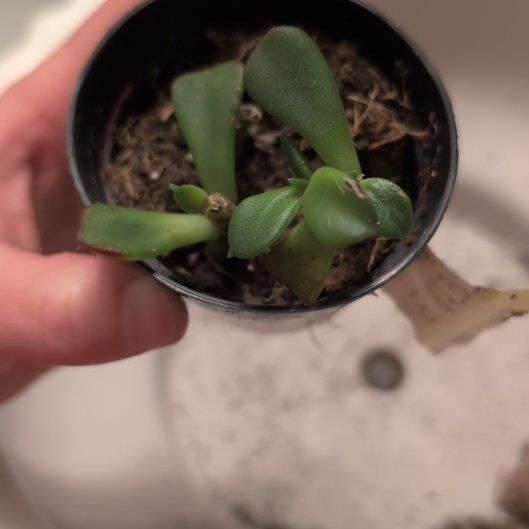 Photo of the plant species Ginmei Tennyo Echeveria by @HeadElkhornfern named Wall-E on Greg, the plant care app