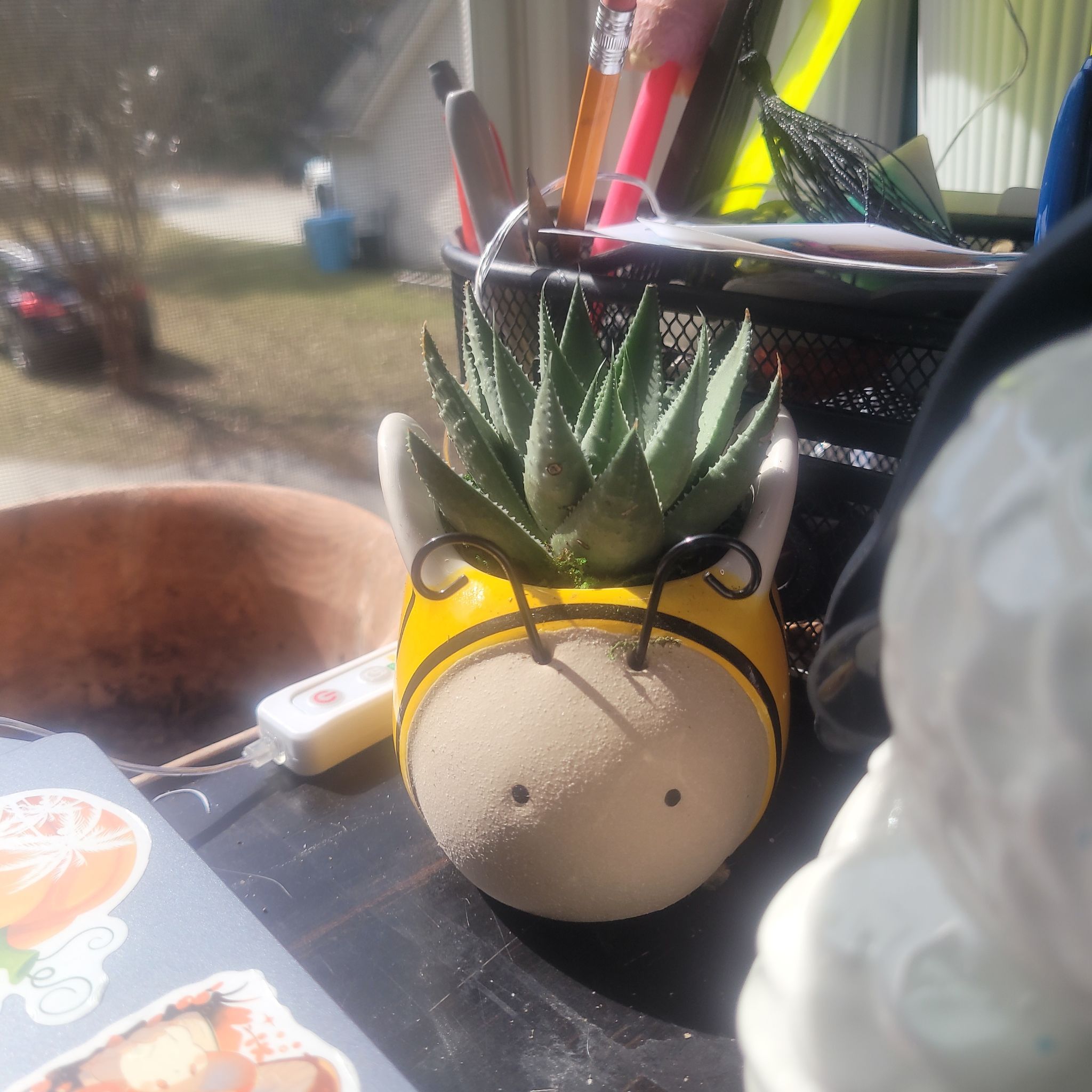 Photo of the plant species Gasteraloe 'Kabela' by @WolfishDesire named Barnabee the bee on Greg, the plant care app