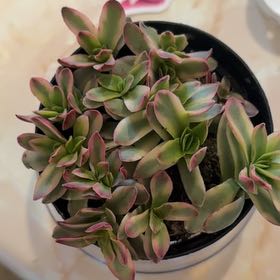 Photo of the plant species Crassula capitella subsp. capitella by @AliveTorgrass78 named Lavender on Greg, the plant care app