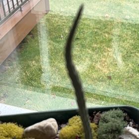 Photo of the plant species Candelilla Cactus by @ChampFishhooks named Scarlett on Greg, the plant care app
