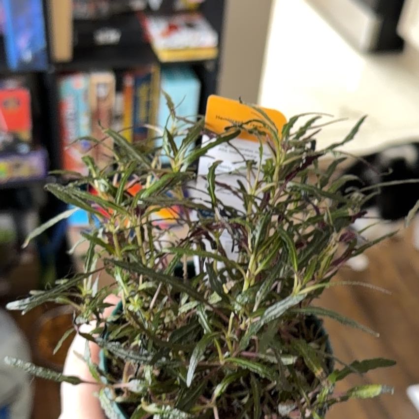 Photo of the plant species Idea For Terrariums by @PromptMakole32 named ChloroPhil on Greg, the plant care app