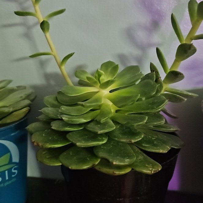 Photo of the plant species Elfstone by @CleanAloevera37 named Walt on Greg, the plant care app