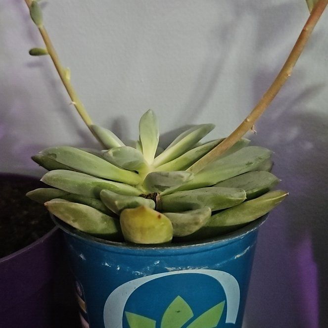 Photo of the plant species Pachyveria 'blue quartz' by @CleanAloevera37 named Hamilton on Greg, the plant care app