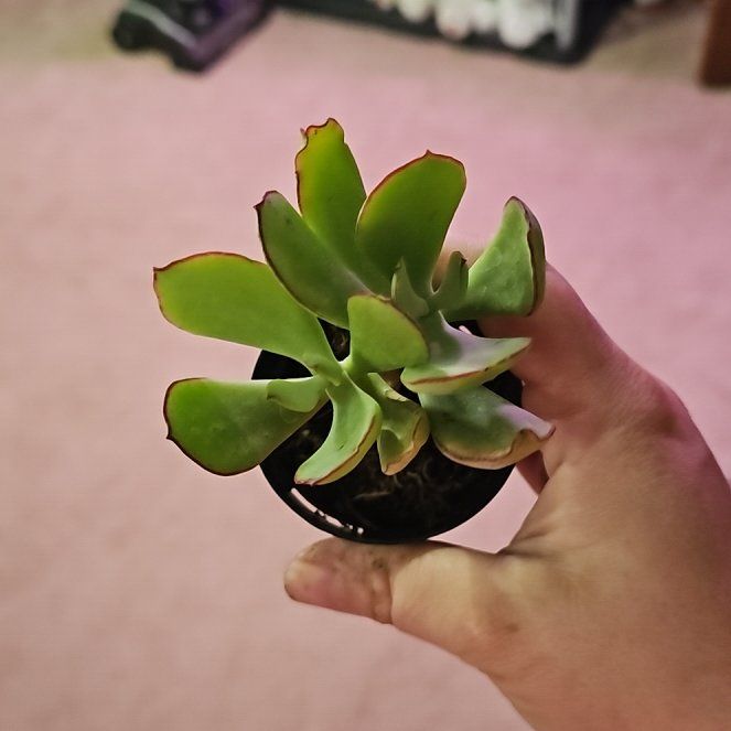 Photo of the plant species Cotyledon 'Mint Truffles' by @CleanAloevera37 named Baesil on Greg, the plant care app