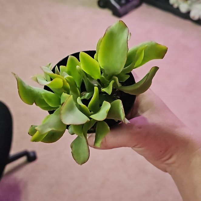 Photo of the plant species Ripple Jade™️ by @CleanAloevera37 named Darwin on Greg, the plant care app