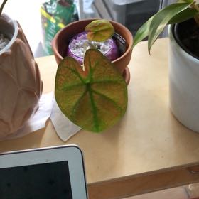Photo of the plant species Caladium 'Blazing Sun' by @IdolRedpalulu named ChloroPhil on Greg, the plant care app