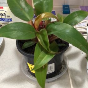 Photo of the plant species Philodendron Prince of Red by @IdolRedpalulu named Apollo on Greg, the plant care app