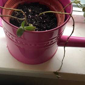 Photo of the plant species Amigo Marcello by @AdeptBushlily81 named Sproutacus on Greg, the plant care app
