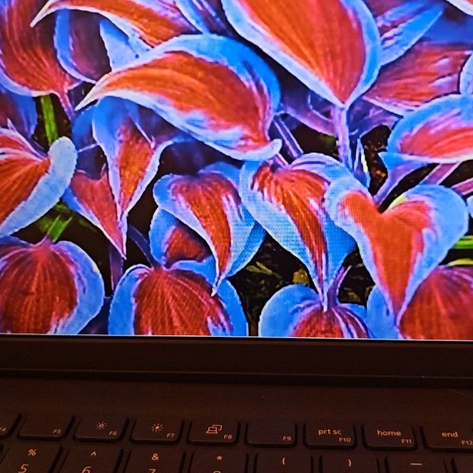 Photo of the plant species Hosta 'Dax' by @BeefySunburst named Stella on Greg, the plant care app