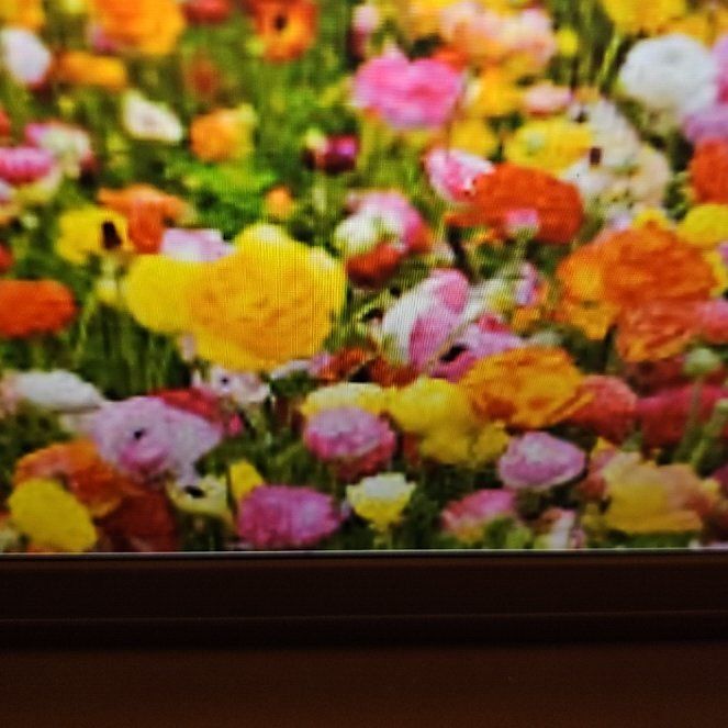 Photo of the plant species Ranunculus 'Mixed' by @BeefySunburst named Dax on Greg, the plant care app
