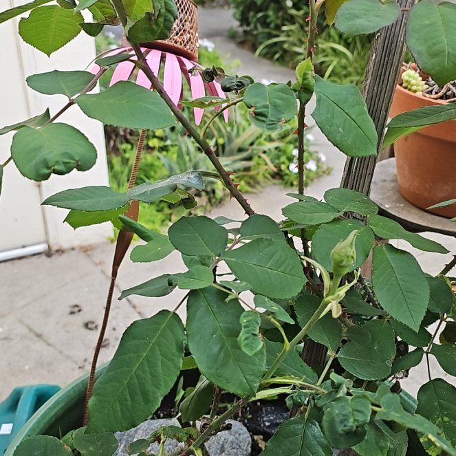 Photo of the plant species Gertrude Jekyll Rose by @BeefySunburst named Eva on Greg, the plant care app