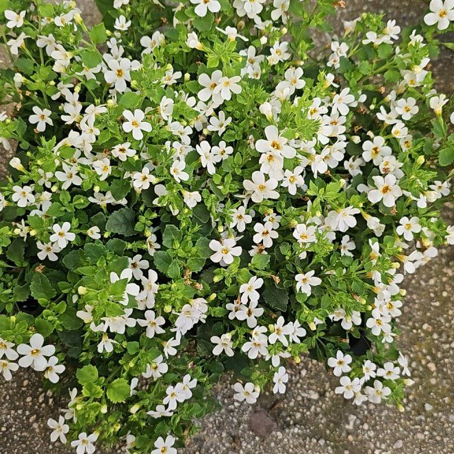 Photo of the plant species Bacopa 'Betty White' by @BeefySunburst named Betty White on Greg, the plant care app