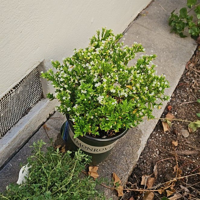 Photo of the plant species Cuphea 'White' by @BeefySunburst named Anne on Greg, the plant care app