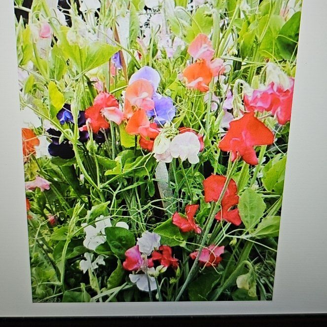 Photo of the plant species Annual Sweet Pea by @BeefySunburst named McKinley on Greg, the plant care app