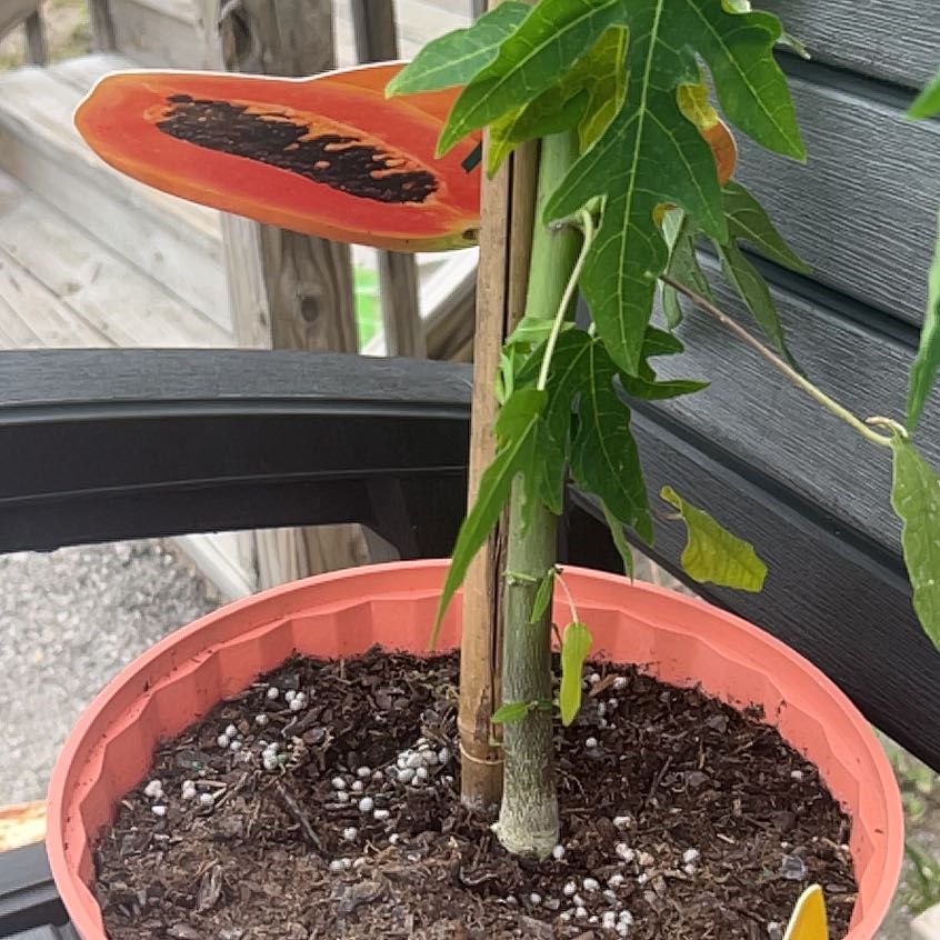 Photo of the plant species Papaya by @ImpishEncina24 named Huckleberry Fern on Greg, the plant care app