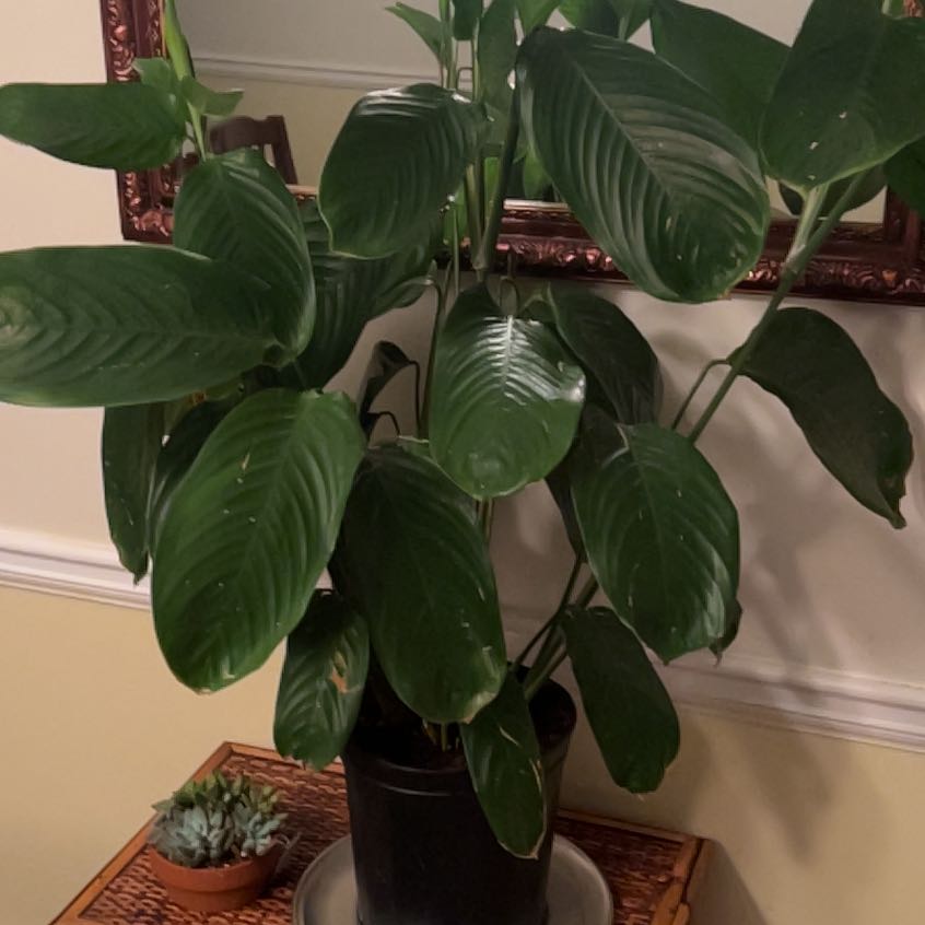 Photo of the plant species Pin-Stripe Calathea by @VehementComet named Denali on Greg, the plant care app