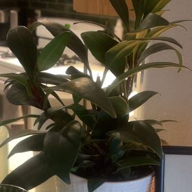 Photo of the plant species Cling-On Mini Zen by @PiquantChives77 named Marilyn on Greg, the plant care app