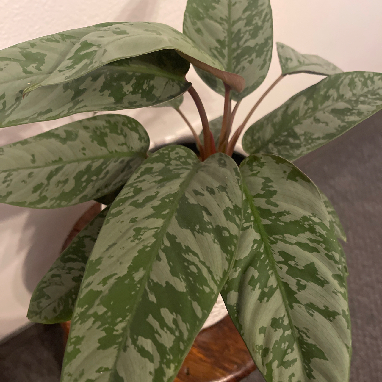 Photo of the plant species Purple Sword by @PiquantChives77 named Nithin on Greg, the plant care app