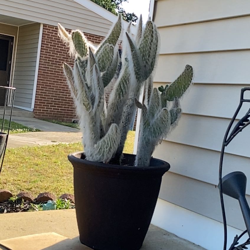 Photo of the plant species Old Man Prickly-pear by @EngagingRedfir named Hairy styles on Greg, the plant care app