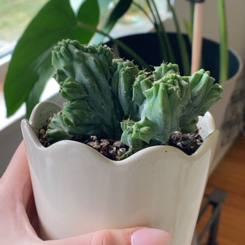 Photo of the plant species Crested Blue Candle by @EngagingRedfir named Maeve on Greg, the plant care app