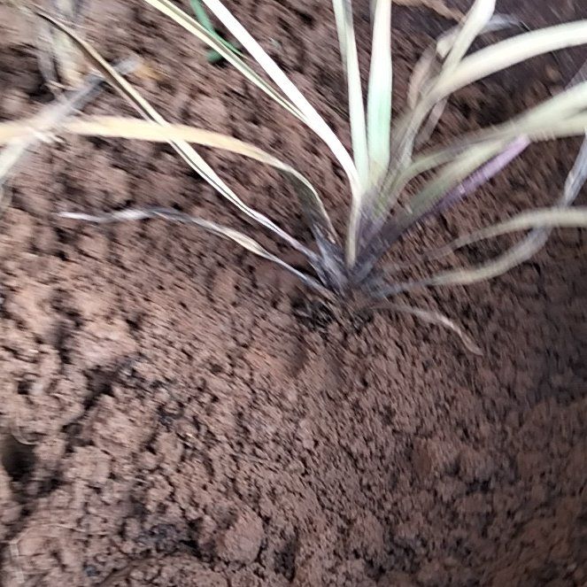 Photo of the plant species Hypoxis hemerocallidea by @LoyalBlueoak1 named Duke on Greg, the plant care app
