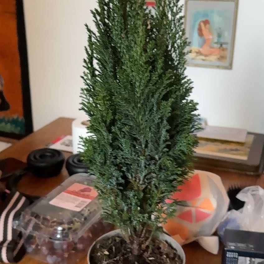 Photo of the plant species False Cypress by @VocalRoselle45 named Harry on Greg, the plant care app
