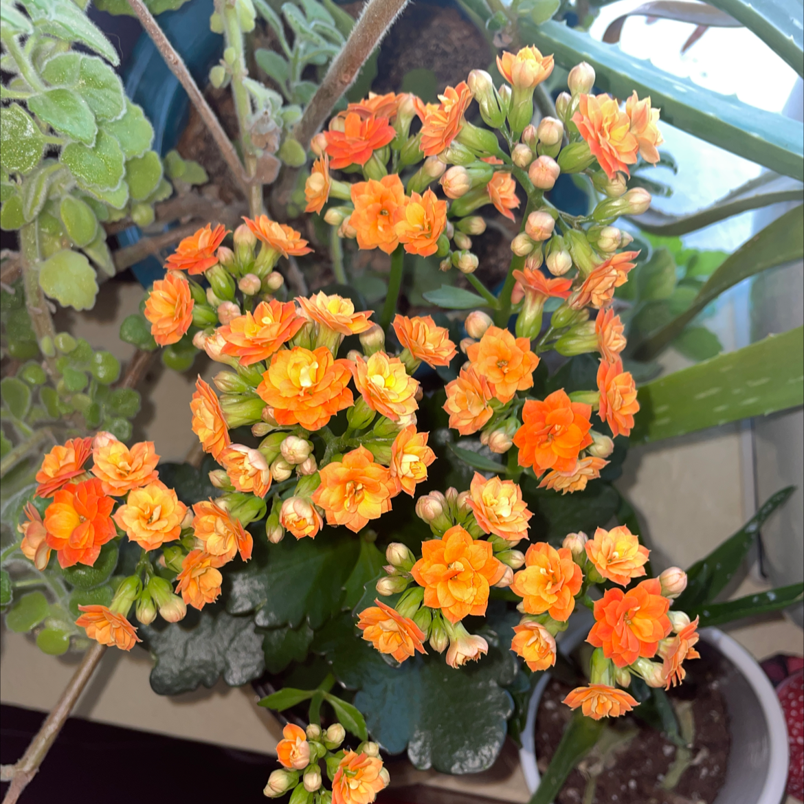 Plant care for Calandiva on Greg, the plant care app