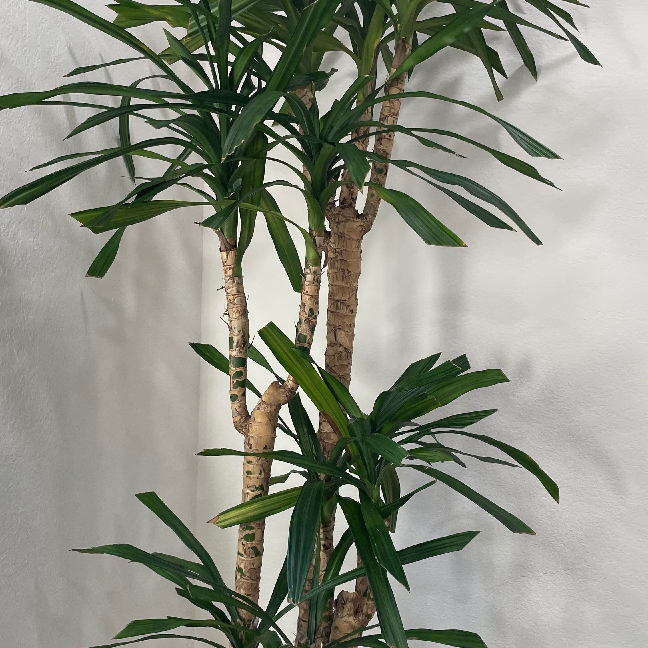 Plant care for Draceana Marley on Greg, the plant care app