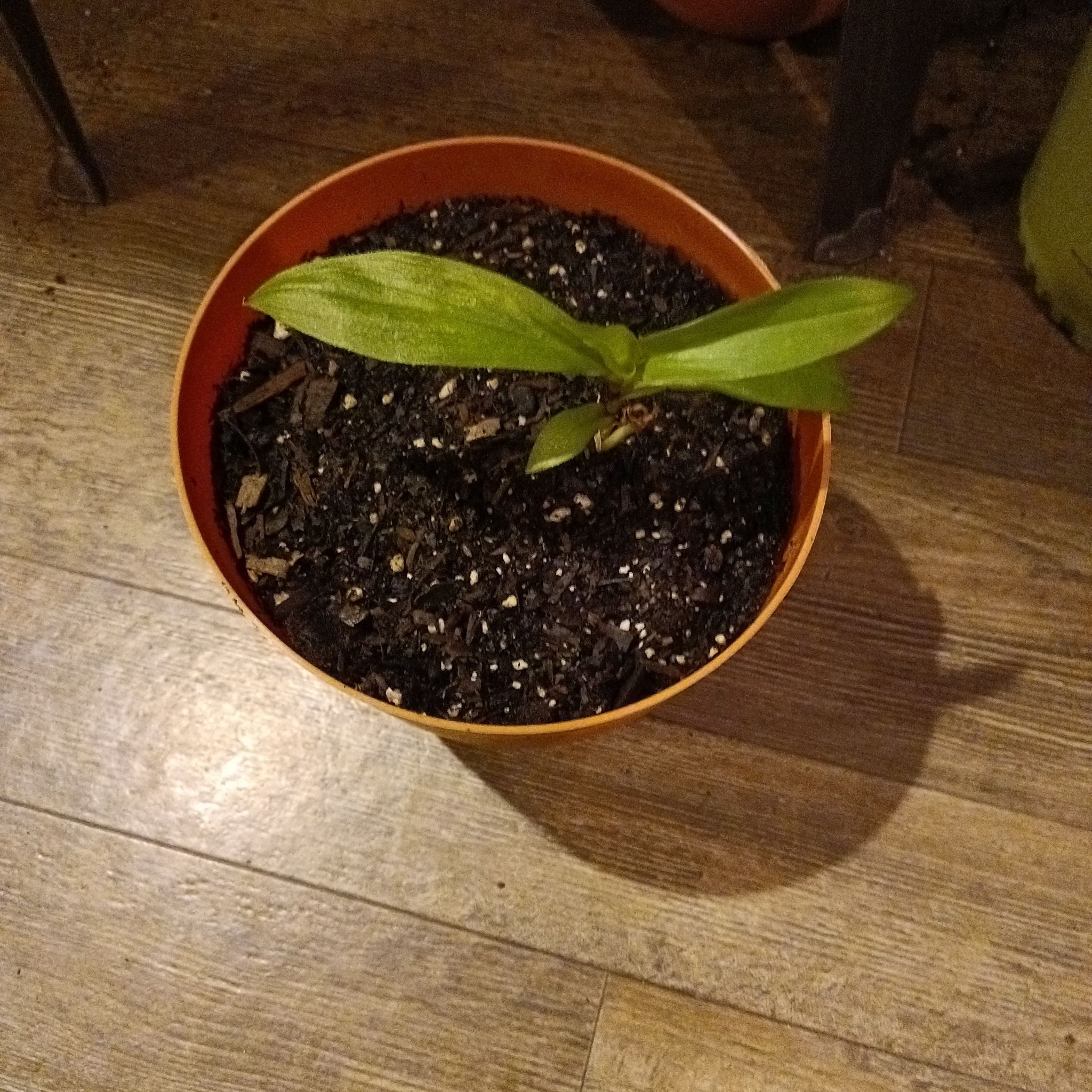 Photo of the plant species Toad Lily by @HonestAnahaw26 named Treeyoncé on Greg, the plant care app