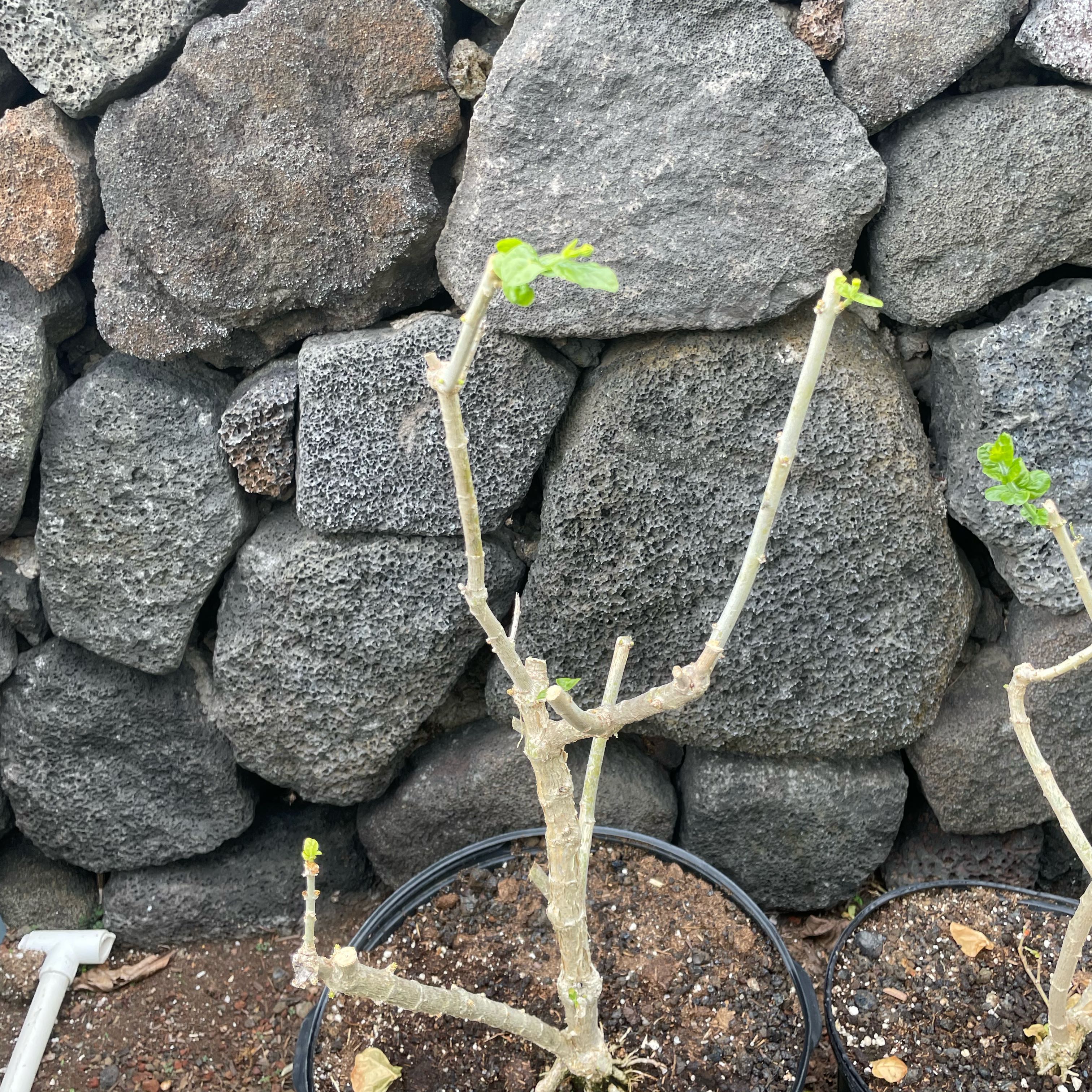 Photo of the plant species Jasmine 'Grand Duke' by @LivelyTearose named Pax on Greg, the plant care app