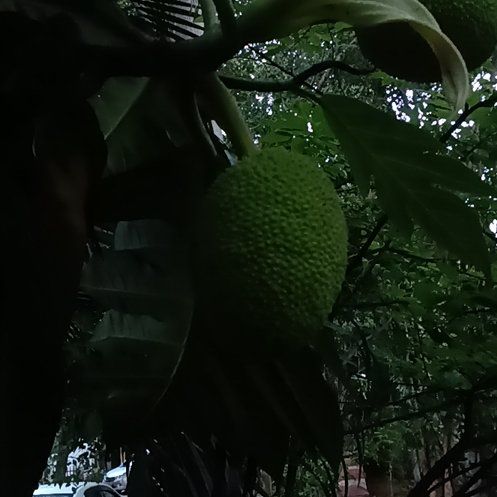 Photo of the plant species Breadfruit by @TryChards54 named Huckleberry Fern on Greg, the plant care app