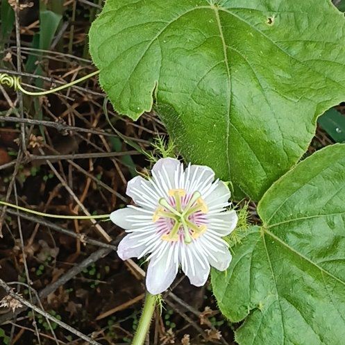 Photo of the plant species Fetid Passionflower by @TryChards54 named Curie on Greg, the plant care app