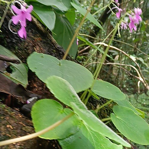 Photo of the plant species Cyclamen by @TryChards54 named Tupot amaroot on Greg, the plant care app