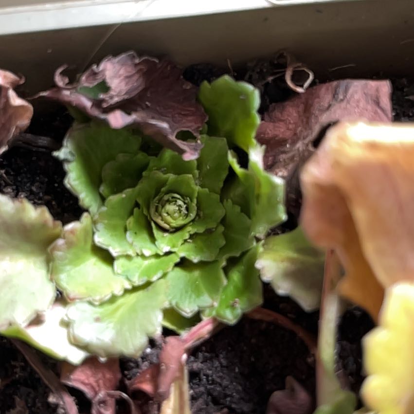 Photo of the plant species Saxifraga 'London Pride Variegata' by @WhizPokaka38 named Osmo on Greg, the plant care app