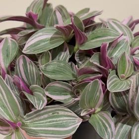 Photo of the plant species Sweet Sweetness by @HeroineMudpuppy named Leonardo on Greg, the plant care app